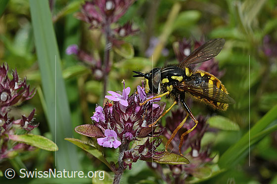 Photo: Chrysotoxum cautum on Thymus praecox ssp. polytrichus. Length 10 - 15mm. Male. View from the side.