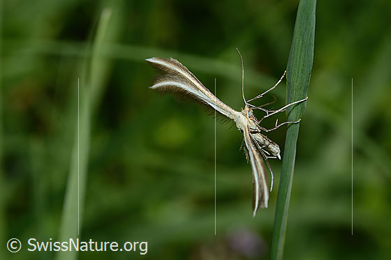 Foto: Wahrscheinlich Merrifieldia leucodactyla (Federmotte). Ansicht von schräg vorne.