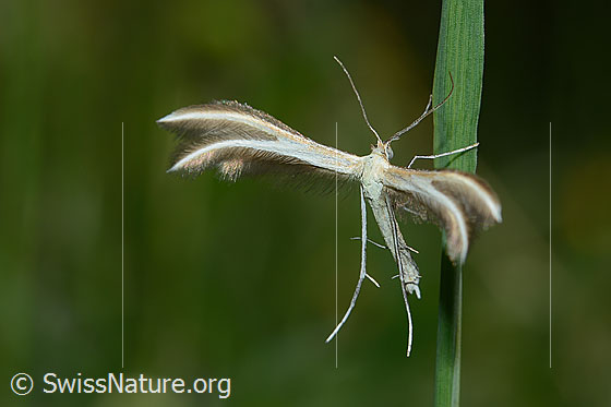 Photo: Probably Merrifieldia leucodactyla. View from diagonally above.