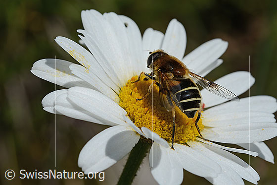 Foto: Glänzende Keilfleckschwebfliege (Eristalis rupium) auf Gewöhnlicher Wiesen-Margerite (Leucanthemum vulgare). Länge 9 - 13mm. Weibchen. Ansicht von seitlich hinten.