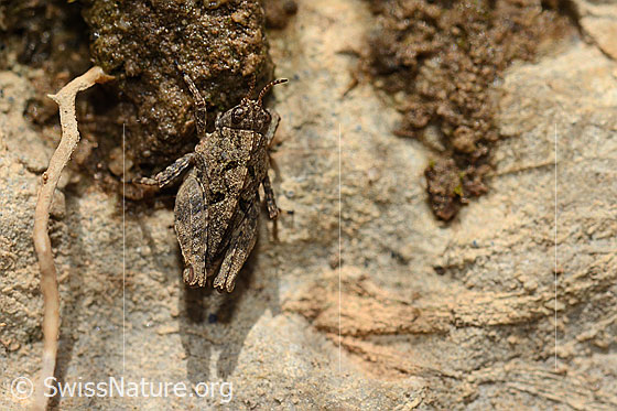Photo: Tetrix undulata. Length 7mm. Nymph stage 4. View from above.