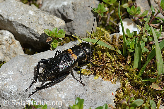 Photo: Gryllus campestris. Male. View from diagonally behind at the top.