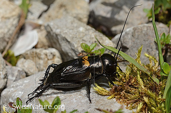 Photo: Gryllus campestris. Male. View from the side.