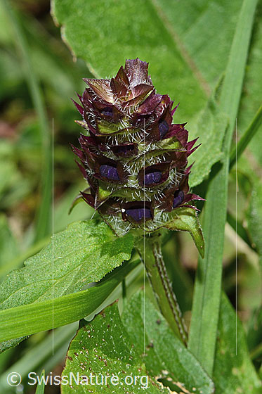 Foto: Gemeine Brunelle (Prunella vulgaris). Blüten noch nicht geöffnet. Stängel und Blätter.