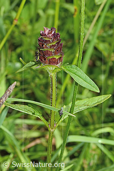 Foto: Gemeine Brunelle (Prunella vulgaris). Blütenstand, Blätter und Stängel. Blüten noch nicht geöffnet.
