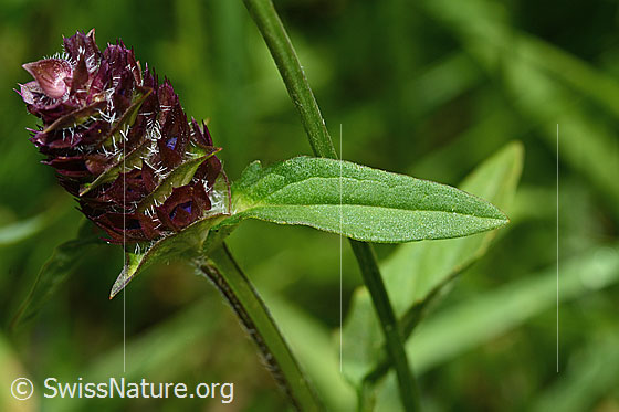 Foto: Gemeine Brunelle (Prunella vulgaris). Blütenstand und Blatt. Blüten noch nicht geöffnet.