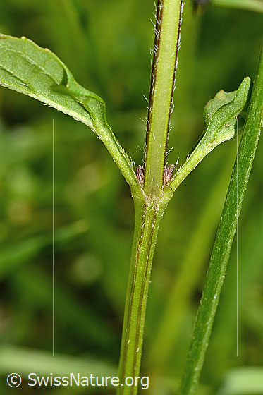 Foto: Gemeine Brunelle (Prunella vulgaris). Stängel und Blätter.
