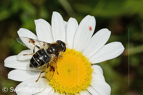 Glänzende Keilfleckschwebfliege (Eristalis rupium) auf Gewöhnlicher Wiesen-Margerite (Leucanthemum vulgare)