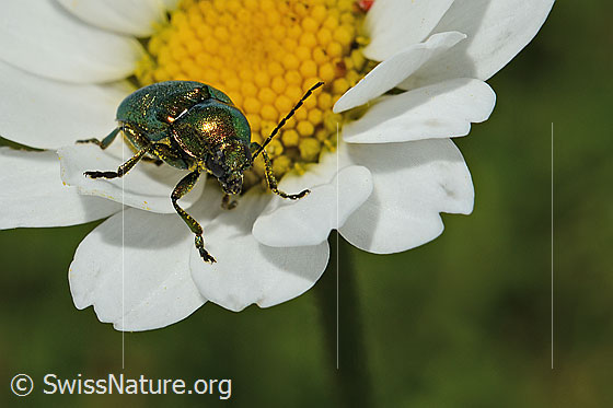 Foto: Wahrscheinlich Smaragd-Fallkäfer (Cryptocephalus aureolus) auf Gewöhnlicher Wiesen-Margerite (Leucanthemum vulgare). Länge 6 - 7.5mm. Wird auch Goldglänzender Fallkäfer genannt. Ansicht von schräg vorne.