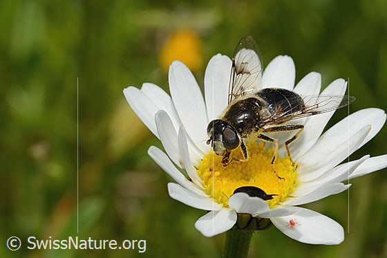 Foto: Glänzende Keilfleckschwebfliege (Eristalis rupium) auf Gewöhnlicher Wiesen-Margerite (Leucanthemum vulgare). Länge 9 - 13mm. Weibchen. Ansicht von schräg vorne.