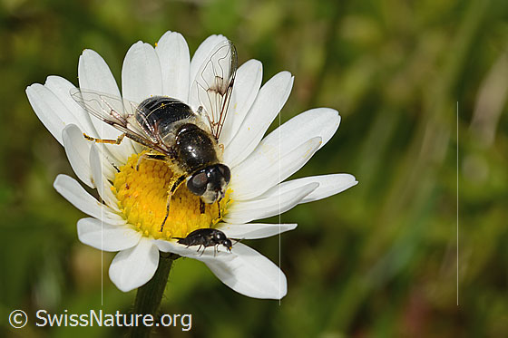 Foto: Glänzende Keilfleckschwebfliege (Eristalis rupium) auf Gewöhnlicher Wiesen-Margerite (Leucanthemum vulgare). Länge 9 - 13mm. Weibchen.