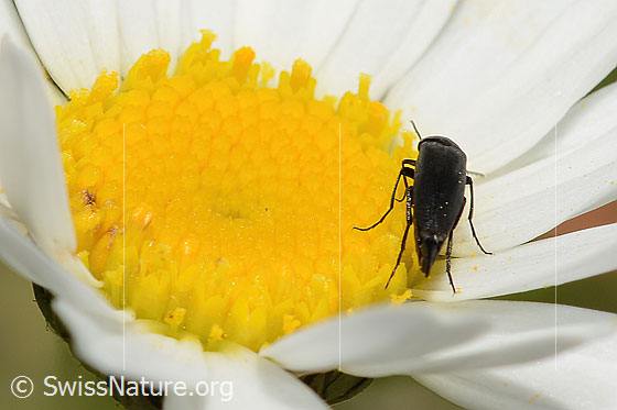 Foto: Wahrscheinlich Mordella brachyura (Stachelkäfer) auf Gewöhnlicher Wiesen-Margerite (Leucanthemum vulgare). Länge 6 - 7.2mm. Weibchen. Ansicht von hinten oben.