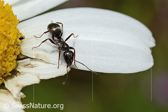 Photo: Probably Formica fusca. Length 4.5 - 7.5mm. View from top front.