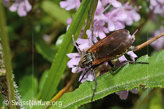 Foto: Gewürfelte Tanzfliege (Empis tesselata) auf Vielhaarigem Thymian (Thymus praecox ssp. polytrichus). Länge 9 - 13mm. Weibchen. Ansicht von schräg oben.