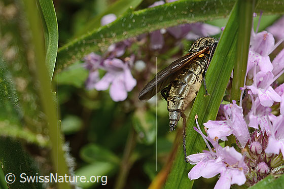 Photo: Empis tesselata on Thymus praecox ssp. Polytrichus. Length 9 - 13mm. Female. View diagonally from behind.