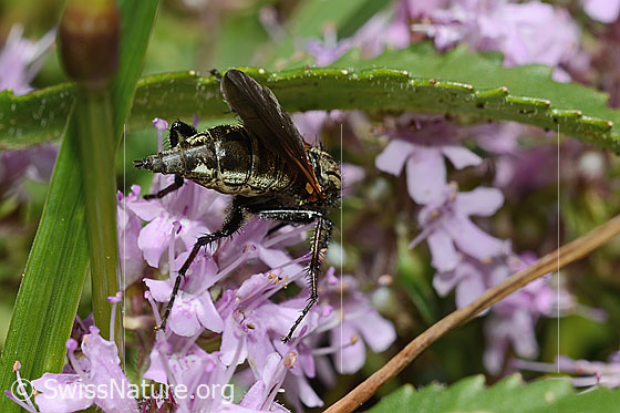 Photo: Empis tesselata on Thymus praecox ssp. polytrichus. Length 9 - 13mm. Female. View from behind top.