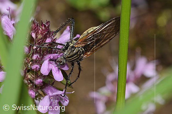 Photo: Empis tesselata on Thymus praecox ssp. polytrichus. Length 9 - 13mm. Female. View from top front.