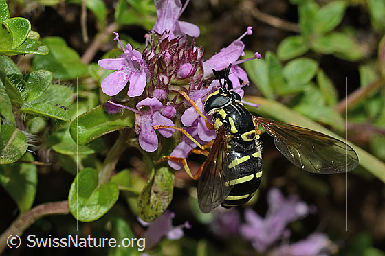 Späte Wespenschwebfliege (Chrysotoxum festivum) auf Vielhaarigem Thymian (Thymus praecox ssp. polytrichus)