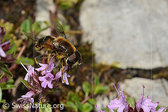 Foto: Glänzende Keilfleckschwebfliege (Eristalis rupium) auf Vielhaarigem Thymian (Thymus praecox ssp. polytrichus). Länge 9 - 13mm. Männchen. Ansicht von der Seite.