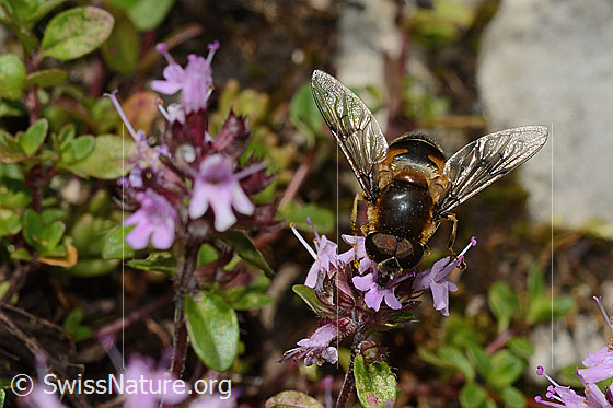 Photo: Eristalis rupium on Thymus praecox ssp. polytrichus. Length 9 - 13mm. Male. View from top front.