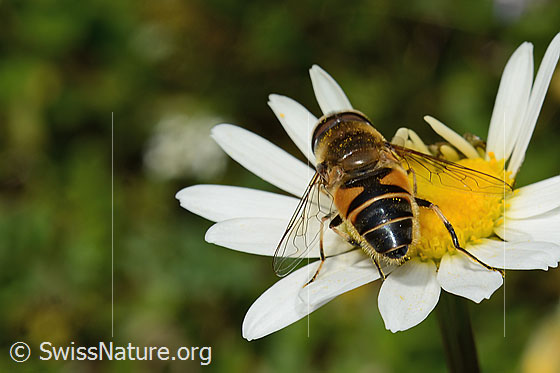 Photo: Eristalis pertinax on Leucanthemum vulgare. Length 11 - 16mm. Male. View from behind.