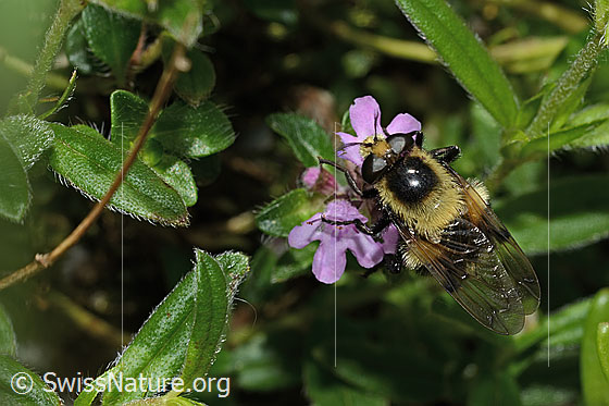 Photo: Volucella bombylans var. plumata on Thymus praecox ssp. Polytrichus. Length 11 - 15mm. Female. View from above.