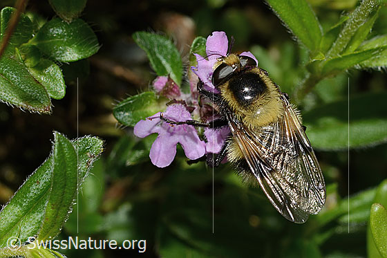 Photo: Volucella bombylans var. Plumata on Thymus praecox ssp. Polytrichus. Length 11 - 15mm. Female. View from above.