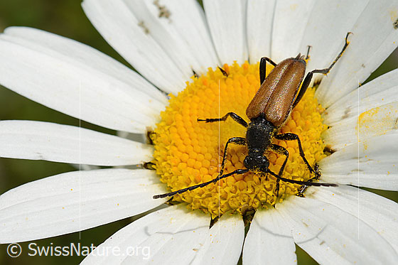 Photo: Stictoleptura fulva auf Gewöhnlicher Wiesen-Margerite (Leucanthemum vulgare). Length 10 - 15mm. Also called Leptura fulva. View from top rear.