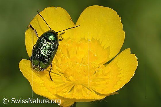 Foto: Smaragd-Fallkäfer (Cryptocephalus aureolus) auf Blume. Länge 6 - 7.5mm. Ansicht von oben.