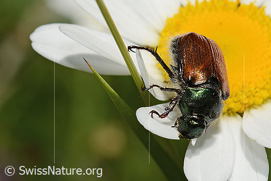 Photo: Phyllopertha horticola on Leucanthemum vulgare. Length 9 - 11mm. View from top front..