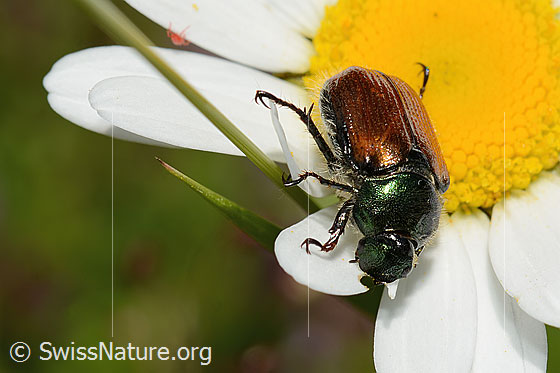 Photo: Phyllopertha horticola on Leucanthemum vulgare. Length 9 - 11mm. View from side front.