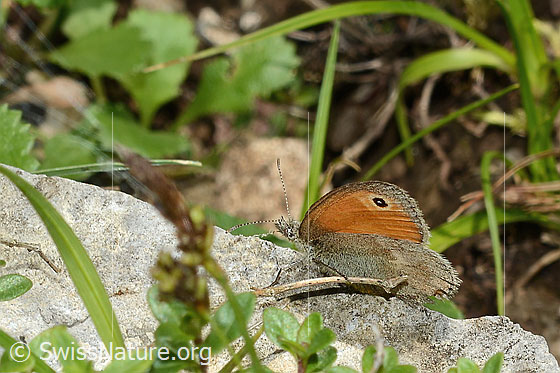 Foto: Kleines Wiesenvögelchen (Coenonympha pamphilus). Flügel geschlossen. Ansicht von schräg oben.