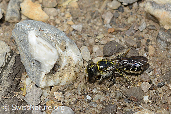 Foto: Hahnenfuss-Scherenbiene (Chelostoma florisomne). Länge 7 - 11mm. Weibchen. Ansicht von seitlich oben.