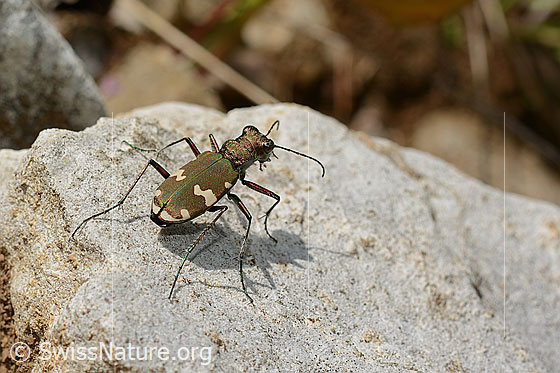 Berg-Sandlaufkäfer (Cicindela sylvicola)