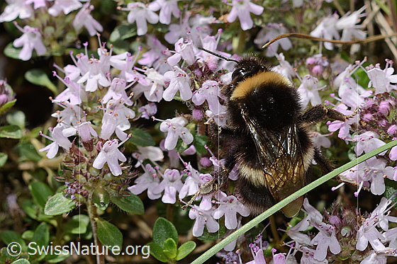 Foto: Wahrscheinlich Hellgelbe Erdhummel (Bombus lucorum) auf Vielhaarigem Thymian (Thymus praecox ssp. polytrichus). Länge 9 - 16mm. Weibchen. Ansicht von oben.