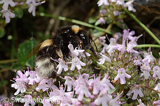 Photo: Probably Bombus lucorum on Thymus praecox ssp. polytrichus. Length 9 - 16mm. Female. View from the side.