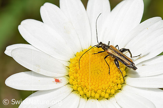 Photo: Oedemera femorata on Leucanthemum vulgare. Length 8 - 10mm. Male. View from diagonally above.