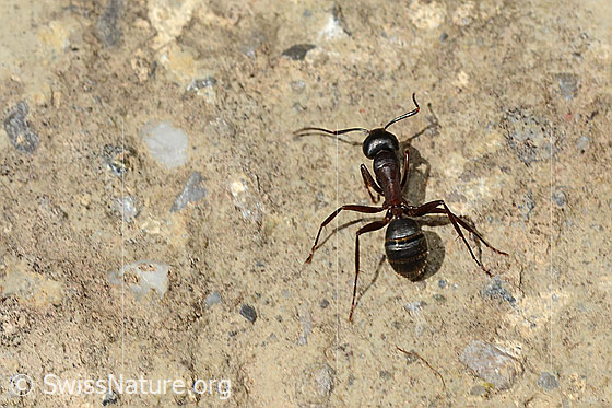 Photo: Probably Formica lugubris. Length 4 - 9mm. View from above.