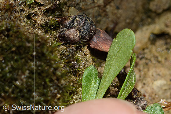 Photo: Erinus alpinus. Leaf underside.