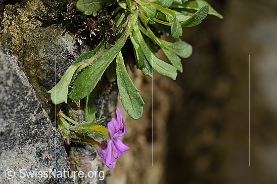Photo: Erinus alpinus. Whole plant (habiti).