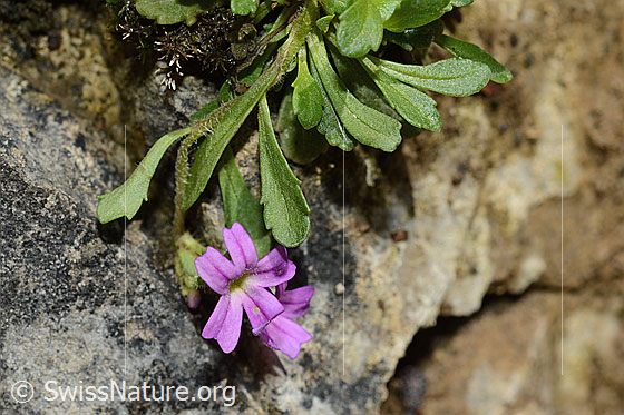 Photo: Erinus alpinus. Blossom, stem and leaves.