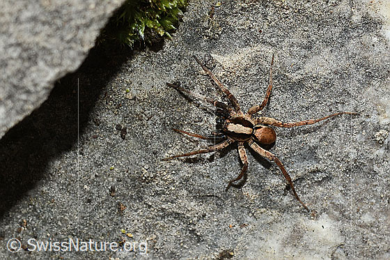 Xerolycosa nemoralis (Wolfspinne)
