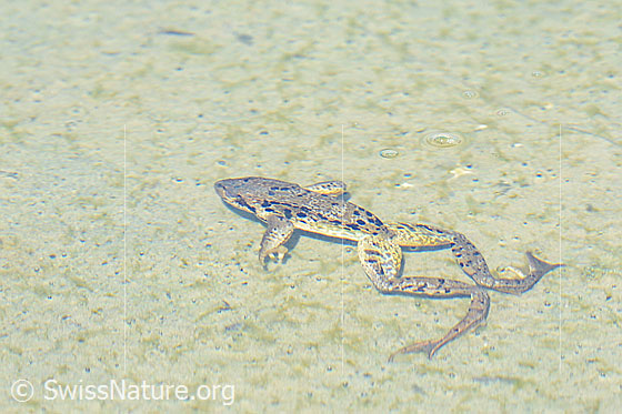Photo: Rana temporaria. Floating in a puddle.