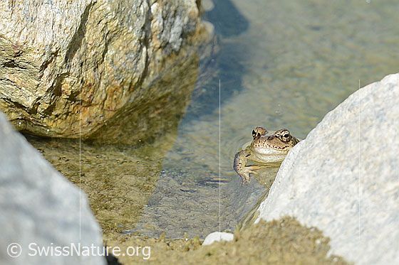 Photo: Rana temporaria. Sitting on the edge of a pond. Front view.