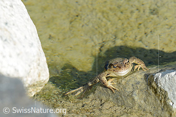 Photo: Rana temporaria. Sitting on the edge of a pond. View from the front.