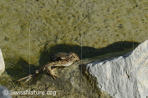 Grasfrosch (Rana temporaria)