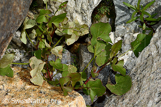 Foto: Schildblättriger Ampfer (Rumex scutatus). Blätter.