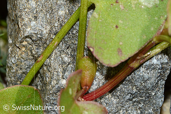 Foto: Schildblättriger Ampfer (Rumex scutatus). Stängel.