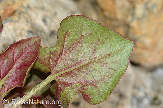 Foto: Schildblättriger Ampfer (Rumex scutatus). Blattunterseite.