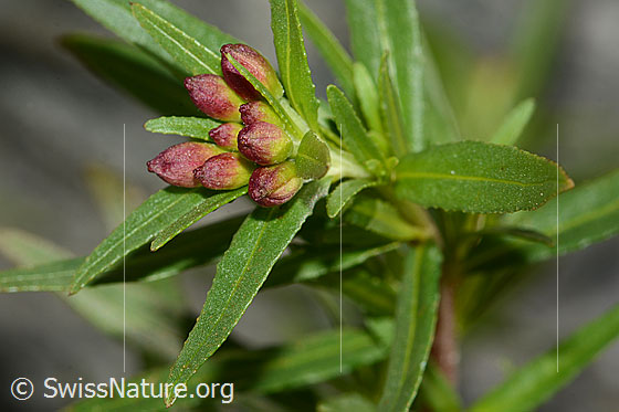 Foto: Fleischers Weidenröschen (Epilobium fleischeri). Knospen und Blätter.